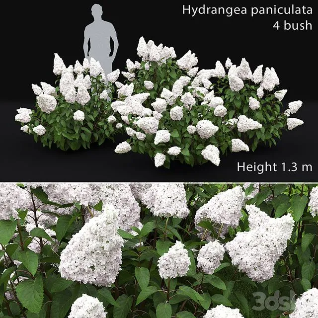 Hydrangea Paniculata 3D Model