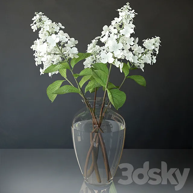 Hydrangea paniculata 3D Model Hydrangea paniculata 3D Model