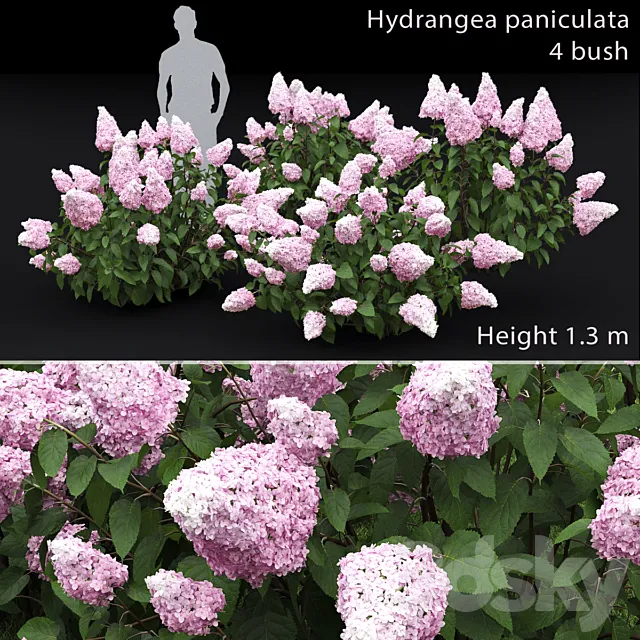 Hydrangea paniculata 3DModel
