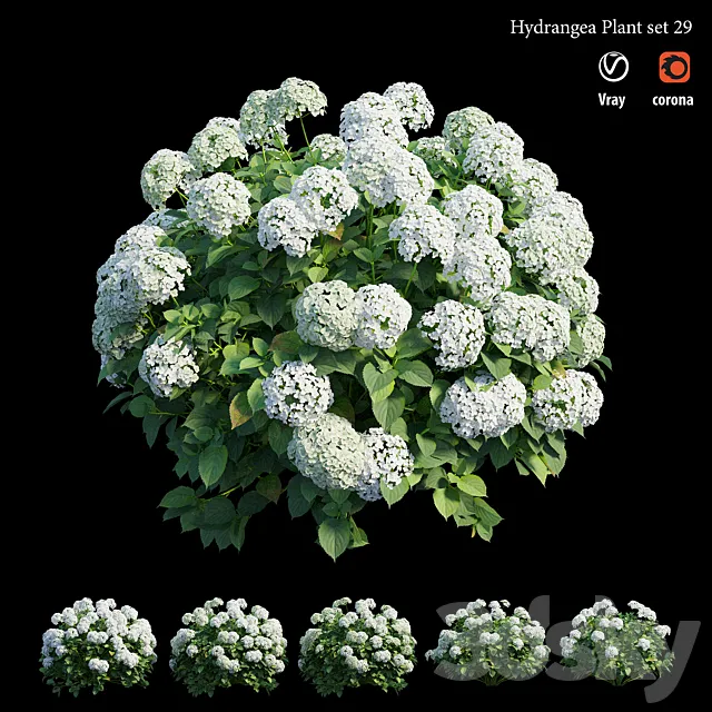 Hydrangea Plant set 29 3D Model
