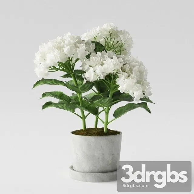 Hydrangea Pot 1 3D Model Download