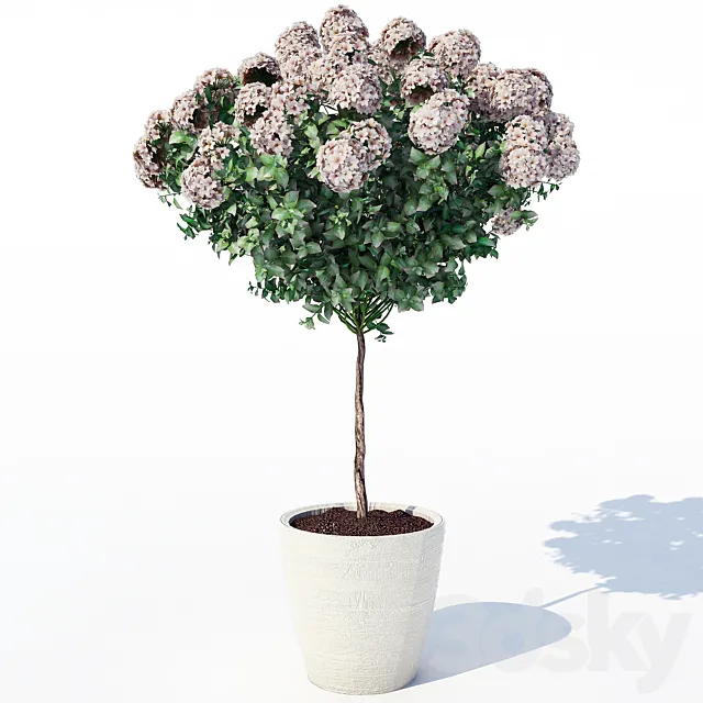 Hydrangea_2 3D Model Hydrangea_2 3D Model