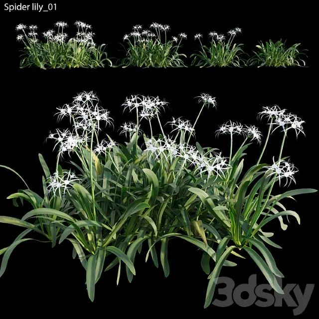Hymenocallis Americana 3D Model Download
