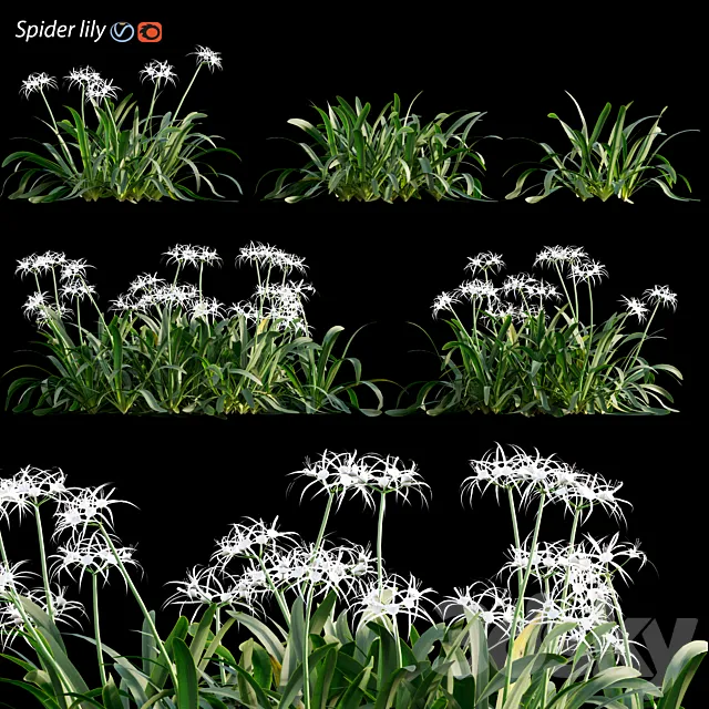 Hymenocallis americana -Spider lily 3D Model