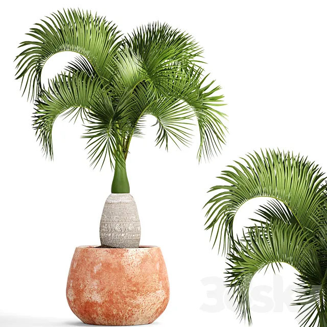 Hyophorbe lagenicaulis 1. decorative palm tree clinker clay pot outdoor indoor exotic pot flower 3D Model Hyophorbe lagenicaulis 1. decorative palm tree clinker clay pot outdoor indoor exotic pot flower 3D Model