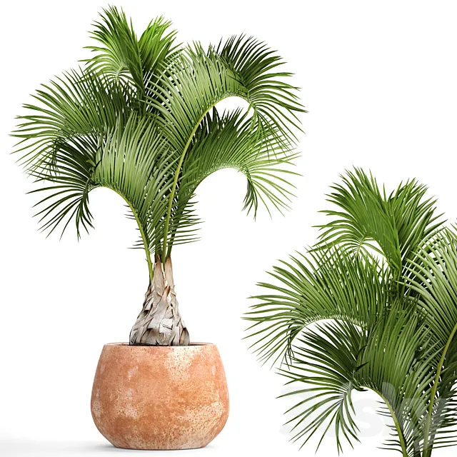 Hyophorbe lagenicaulis 2. decorative palm tree clinker clay pot outdoor indoor exotic pot flower 3D Model Hyophorbe lagenicaulis 2. decorative palm tree clinker clay pot outdoor indoor exotic pot flower 3D Model