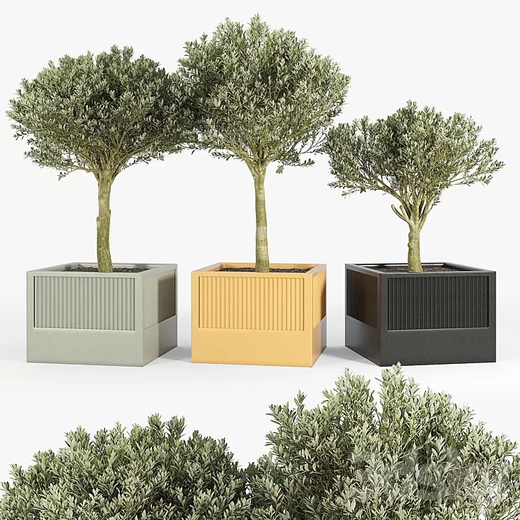 ICARIA Olea 3D Model