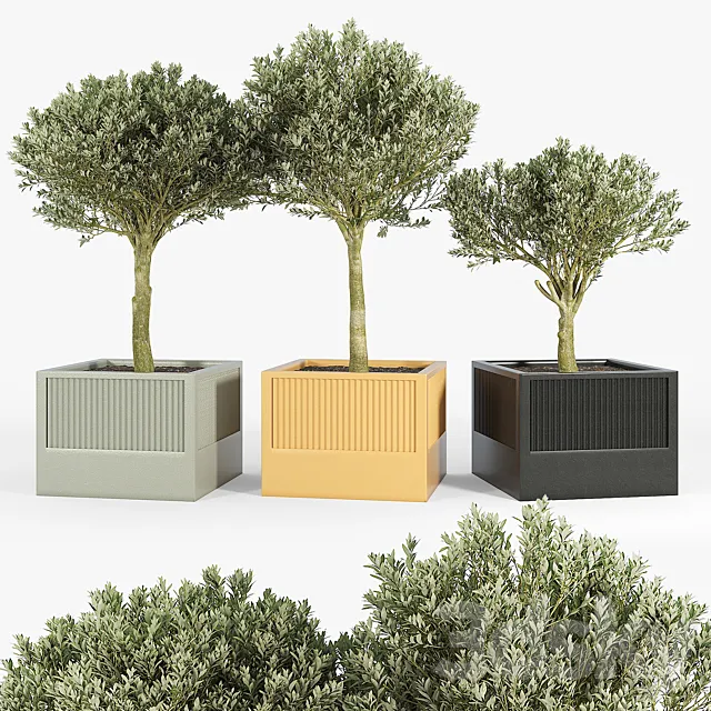 ICARIA Olea 3DModel ICARIA Olea 3DModel