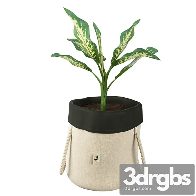 Ikea botanisk dieffenbachia Ikea botanisk dieffenbachia