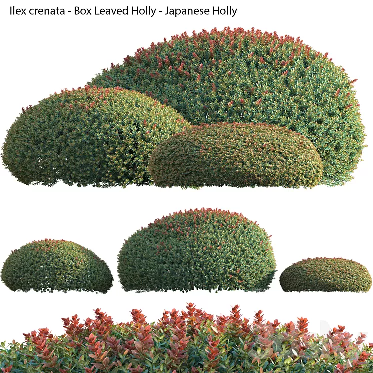 Ilex crenata – Box Leaved Holly – Japanese Holly – 02 3D Model Free Download Ilex crenata – Box Leaved Holly – Japanese Holly – 02 3D Model Free Download