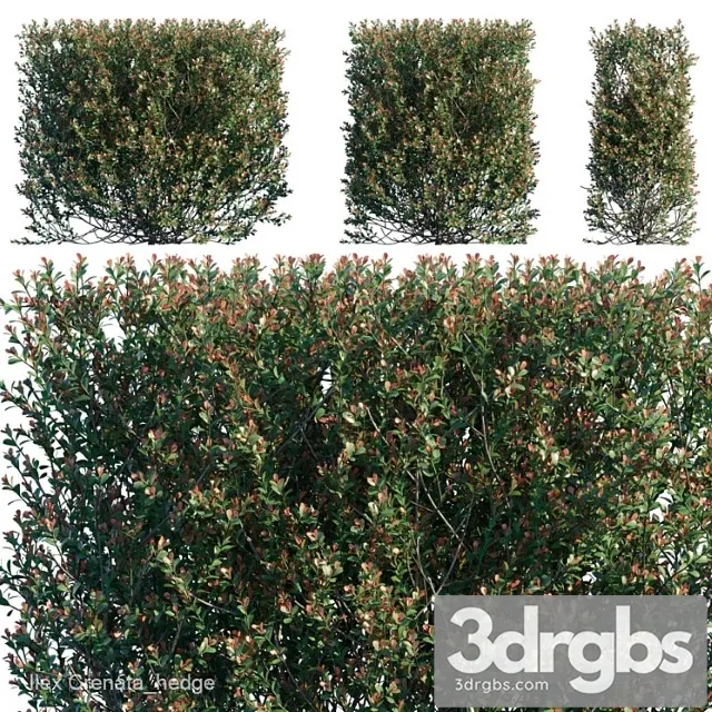 Ilex Crenata Hedge 3D Model Download