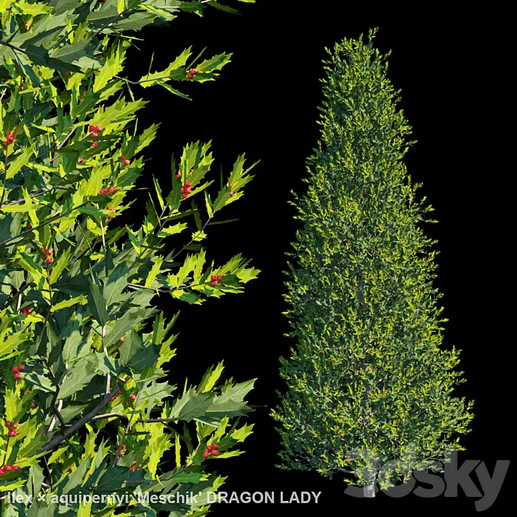 Ilex × aquipernyi Meschik DRAGON LADY 3D Model