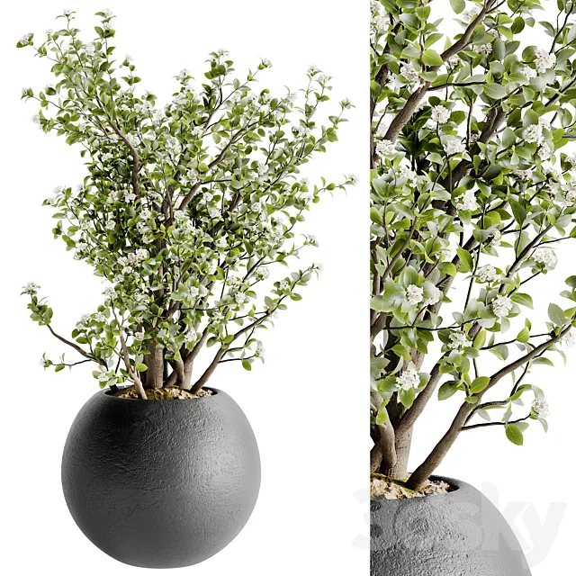 Indoor Bonsai Plants 36 3D Model Indoor Bonsai Plants 36 3D Model