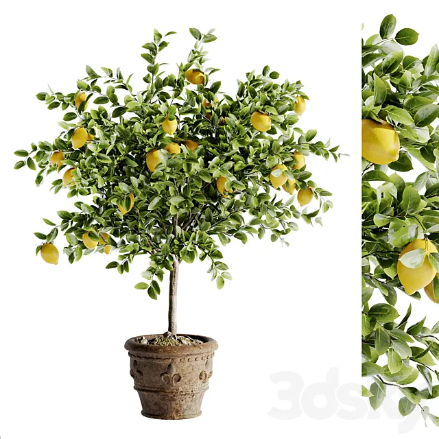 Indoor Bonsai Plants 46 3D Model Indoor Bonsai Plants 46 3D Model