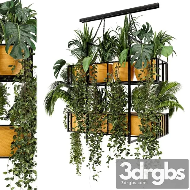 Indoor hanging plants in metal box – set 103 Indoor hanging plants in metal box – set 103