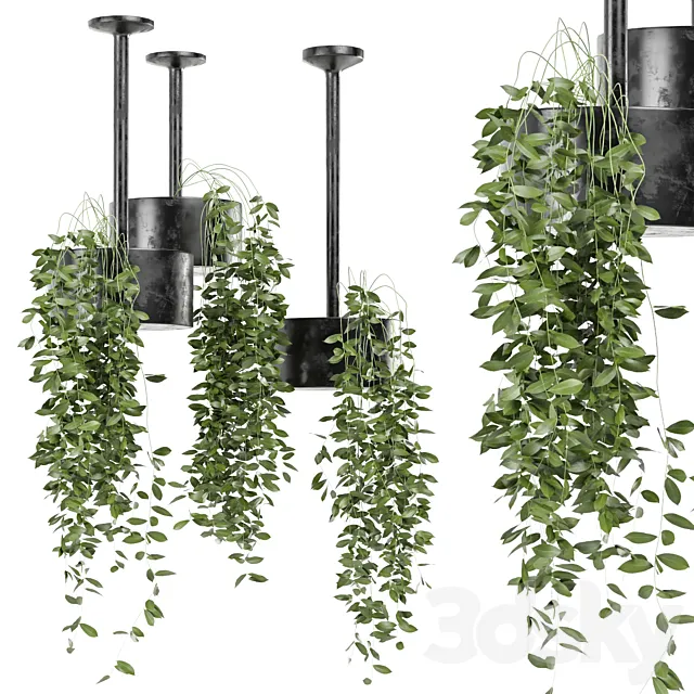 indoor hanging plants in metal box set 134 3D Model indoor hanging plants in metal box set 134 3D Model