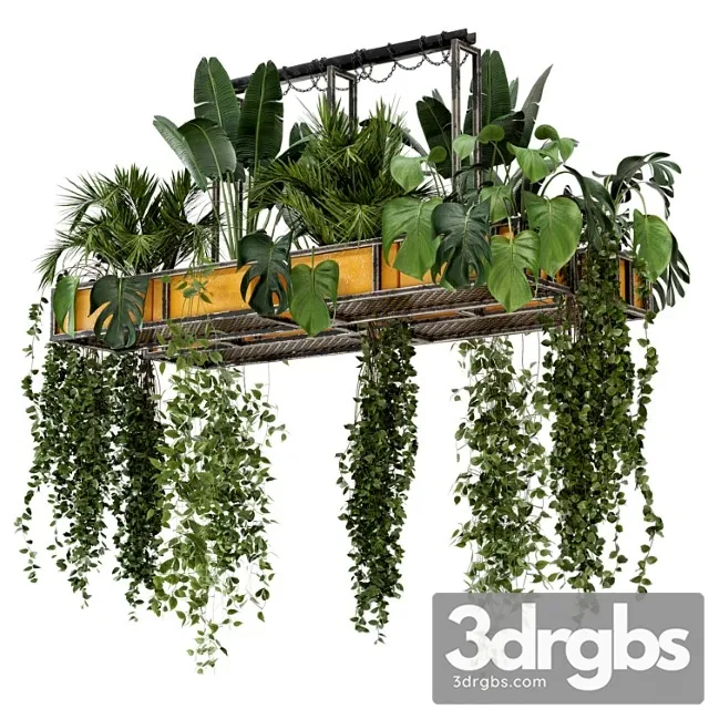 Indoor hanging plants in metal box – set 146 Indoor hanging plants in metal box – set 146