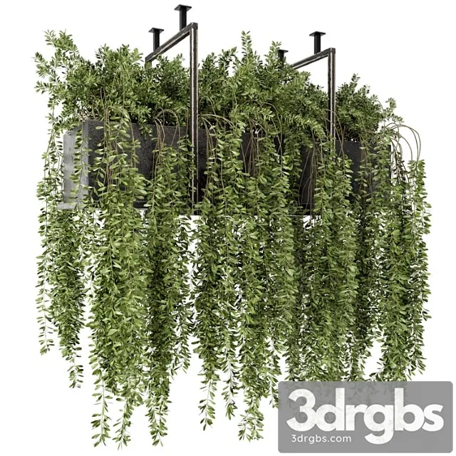 Indoor hanging plants in metal box – set 303 Indoor hanging plants in metal box – set 303