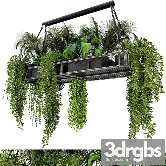 Indoor hanging plants in metal box – set 71 Indoor hanging plants in metal box – set 71
