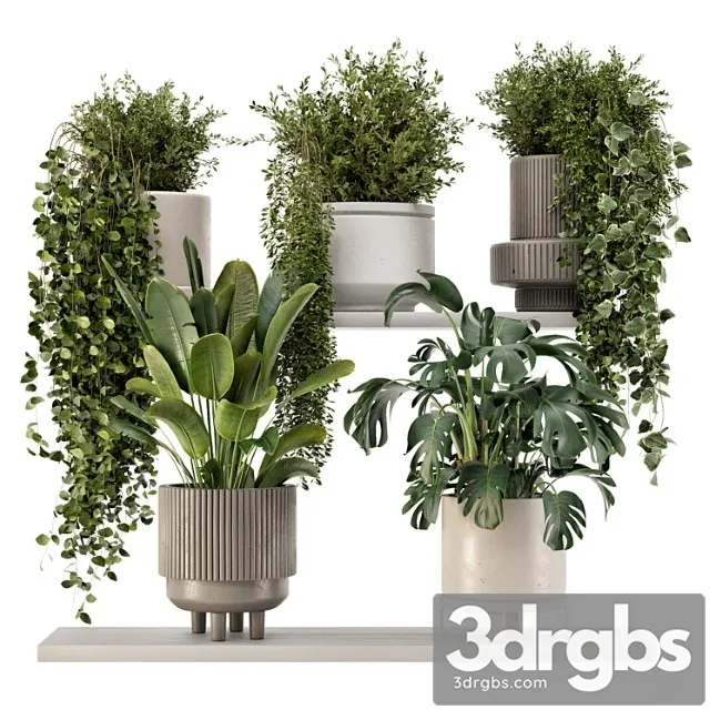 Indoor hanging plants in rusty concrete pot – set 909 Indoor hanging plants in rusty concrete pot – set 909