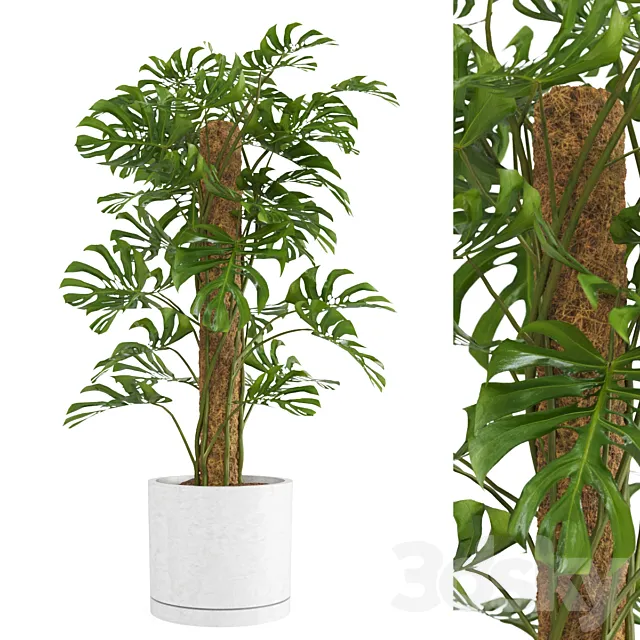 Indoor Monstera Plant 3D Model Indoor Monstera Plant 3D Model