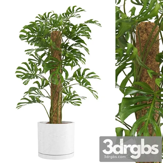 Indoor monstera plant Indoor monstera plant