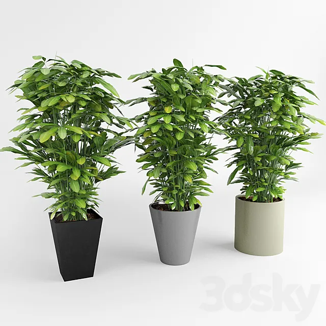 Indoor ornamental plants 3DModel Indoor ornamental plants 3DModel