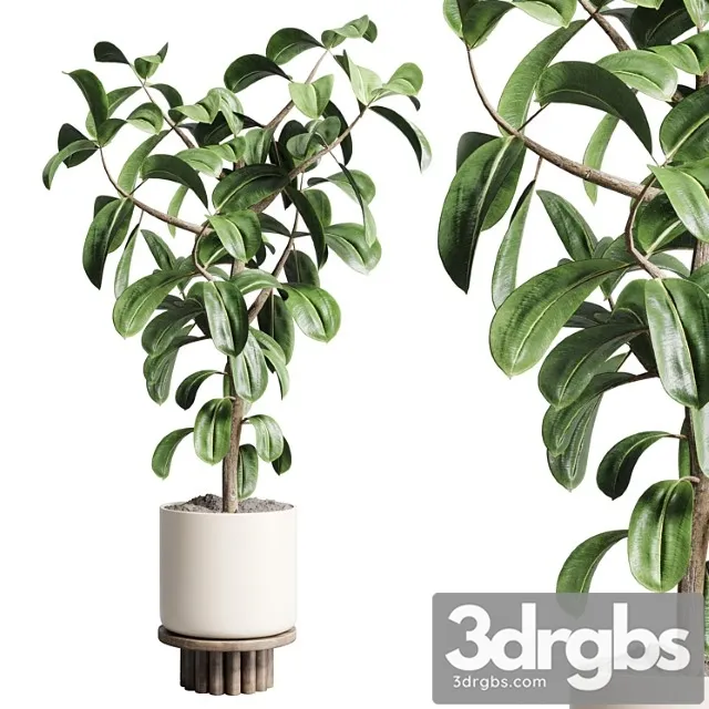 Indoor outdoor plant 106 wood vase pot ficus rubbery Indoor outdoor plant 106 wood vase pot ficus rubbery