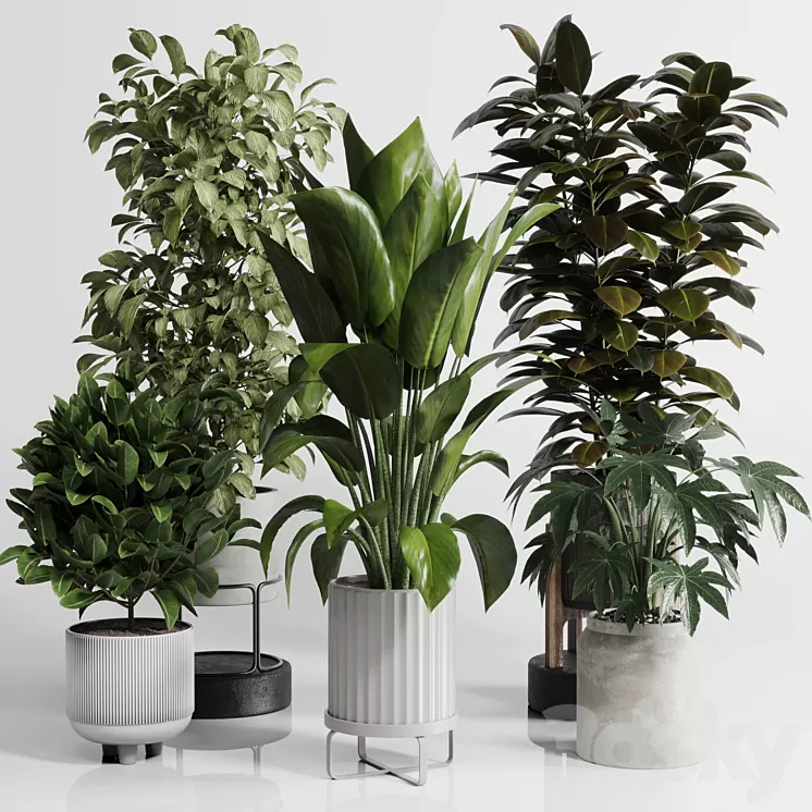 Indoor Outdoor plant Set 289 plant ficus rubbery tree vase dirty concrete 3D Model Free Download Indoor Outdoor plant Set 289 plant ficus rubbery tree vase dirty concrete 3D Model Free Download