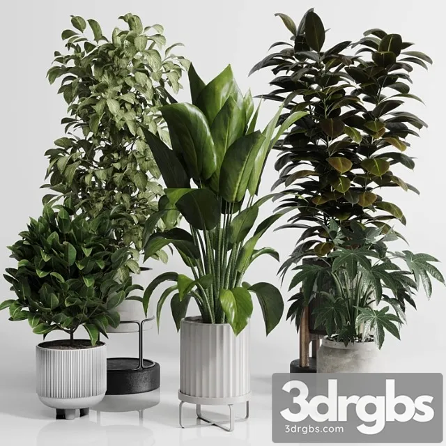 Indoor outdoor plant set 289 plant ficus rubbery tree vase dirty concrete Indoor outdoor plant set 289 plant ficus rubbery tree vase dirty concrete
