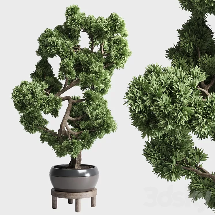 indoor outdoor plants 134 pots tree bonsai 3D Model