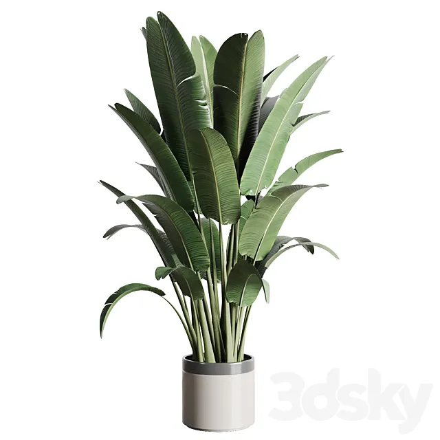 indoor outdoor plants 157 pot palnt ravenala concrete vase 3D Model indoor outdoor plants 157 pot palnt ravenala concrete vase 3D Model