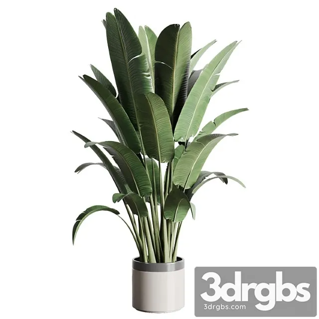 Indoor outdoor plants 157 pot palnt ravenala concrete vase Indoor outdoor plants 157 pot palnt ravenala concrete vase