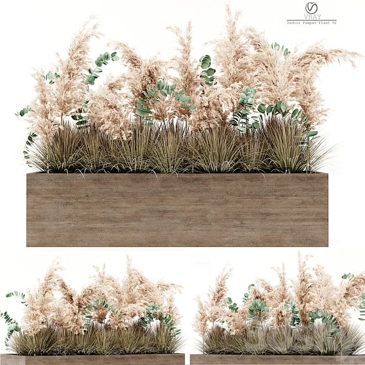 Indoor Pampas Plant 02 3D Model Free Download