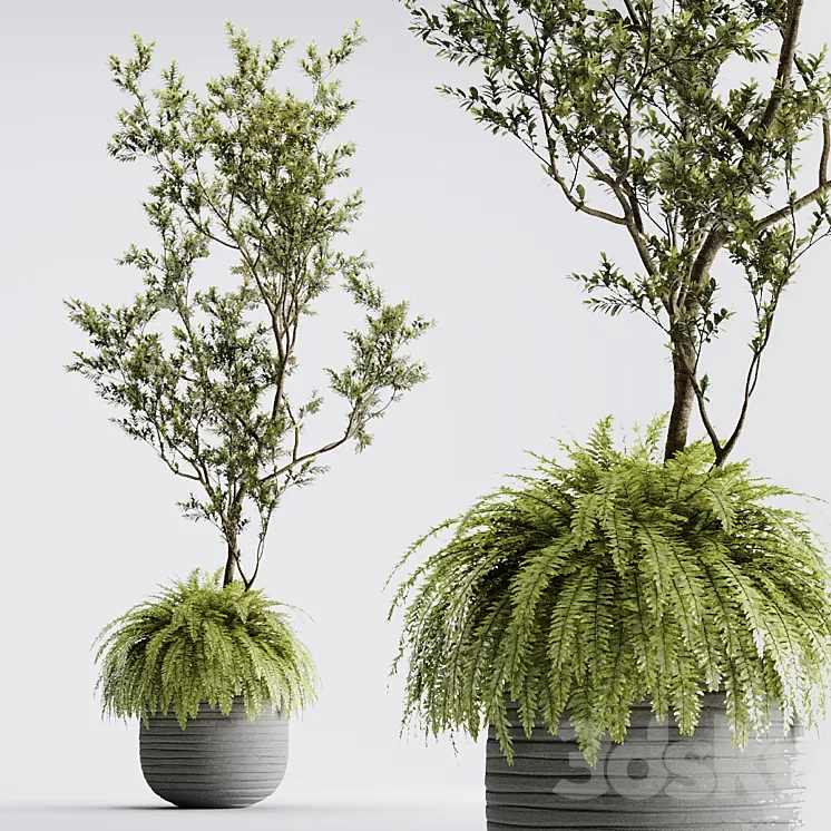 Indoor Plant 01 – ORGANIKA 3D Model