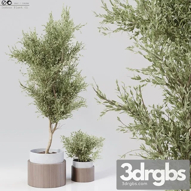 Indoor plant 01 Indoor plant 01