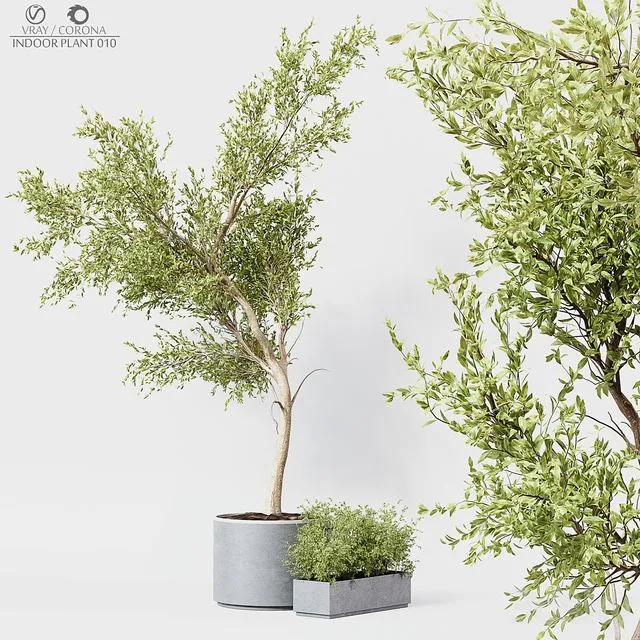 Indoor Plant 010 3D Model