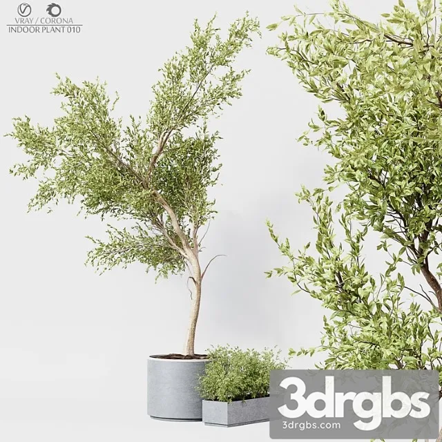 Indoor plant 010 Indoor plant 010