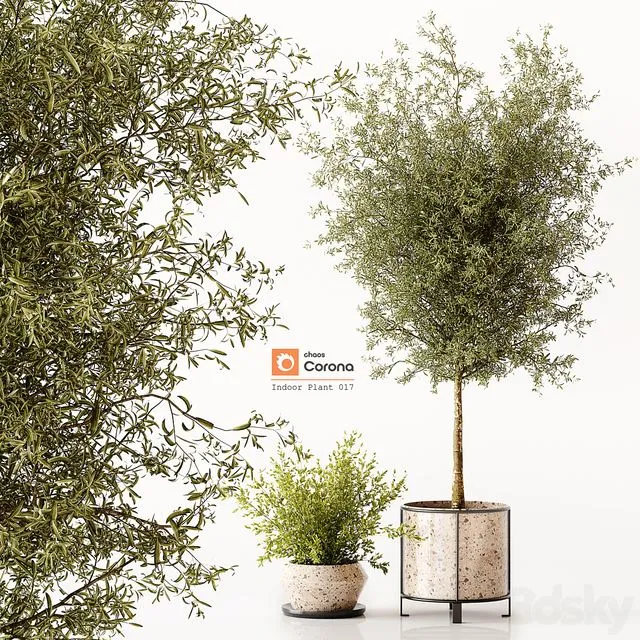 Indoor Plant 017 3D Model