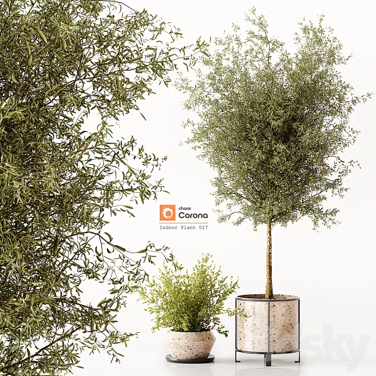 Indoor Plant 017 3D Model