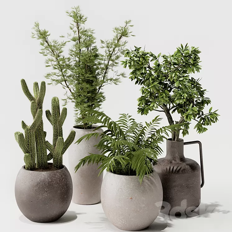 Indoor plant 03 3D Model