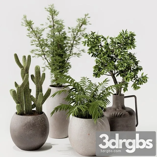 Indoor plant 03 Indoor plant 03