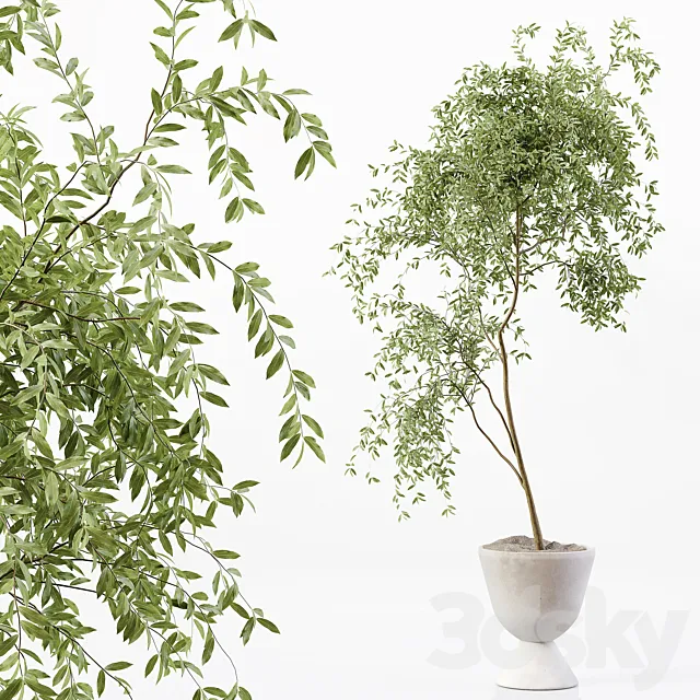 Indoor Plant 05 3D Model