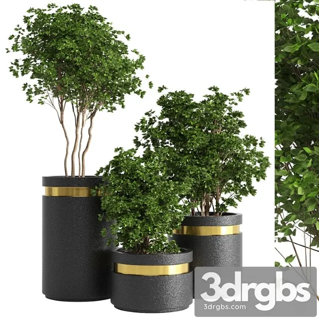 Indoor plant 05 Indoor plant 05