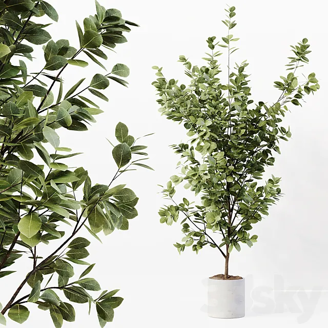 Indoor Plant 06 3D Model