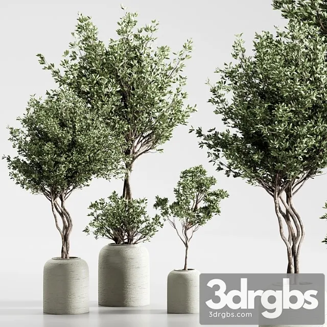 Indoor plant 09 Indoor plant 09