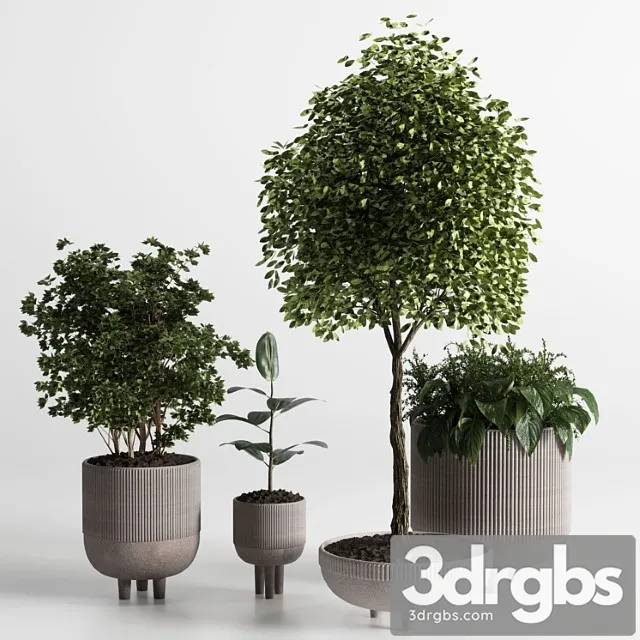 Indoor plant 12 Indoor plant 12