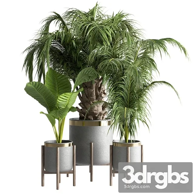 Indoor plant 13 Indoor plant 13