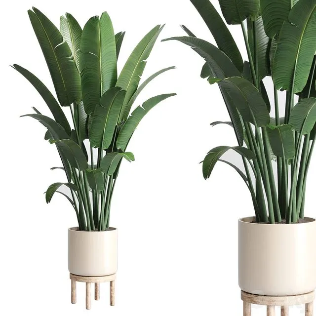 Indoor plant 137 vase wood pot plant ravenala 3D Model Indoor plant 137 vase wood pot plant ravenala 3D Model