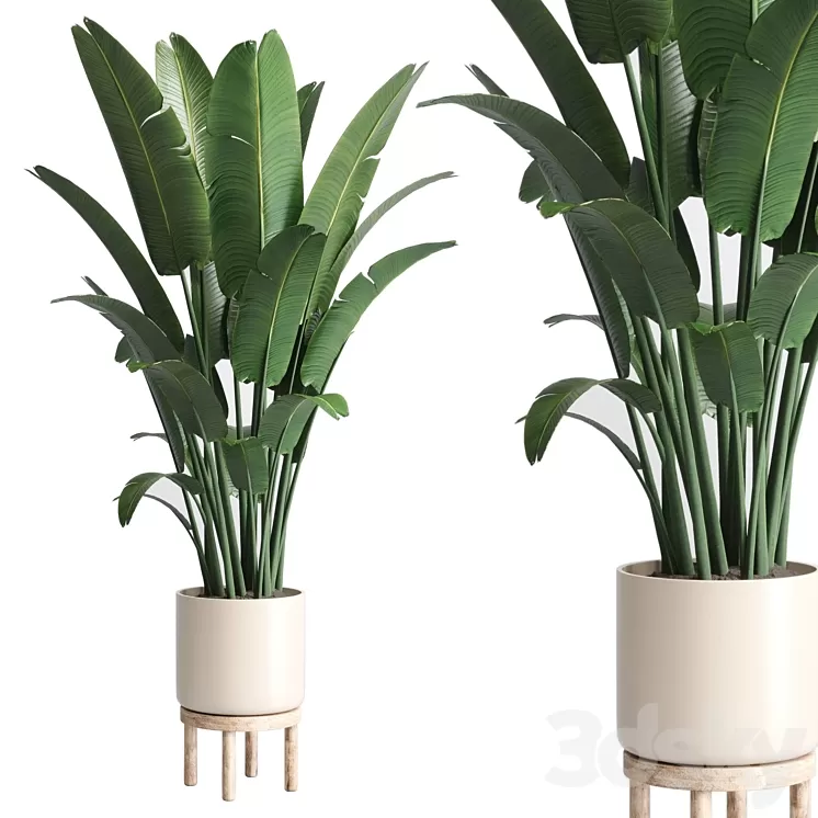 Indoor plant 137 vase wood pot plant ravenala 3D Model